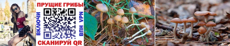 Псилоцибиновые грибы Psilocybine cubensis Саяногорск